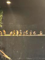Tropen vogels, Meerdere dieren, Tropenvogel