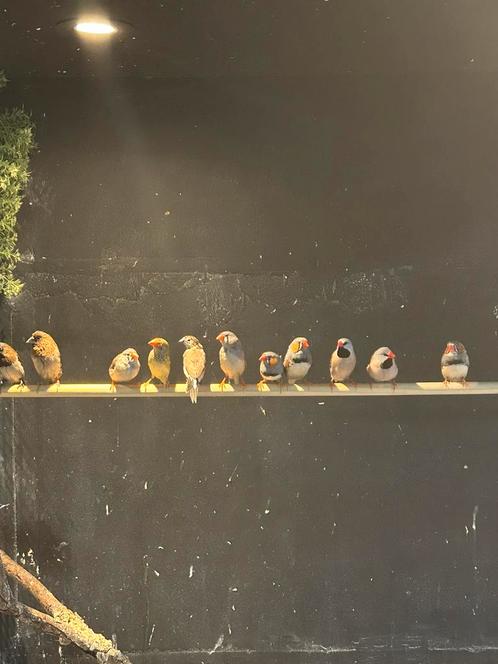 Tropen vogels, Dieren en Toebehoren, Vogels | Overige Vogels, Tropenvogel, Meerdere dieren