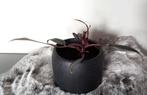 Philodendron Pink Princess plant, Ophalen, Overige soorten, Halfschaduw, Minder dan 100 cm