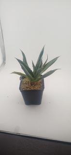 Agave potatorum 'Cubic', Huis en Inrichting, Kamerplanten, Vetplant, Ophalen of Verzenden, Minder dan 100 cm, Volle zon