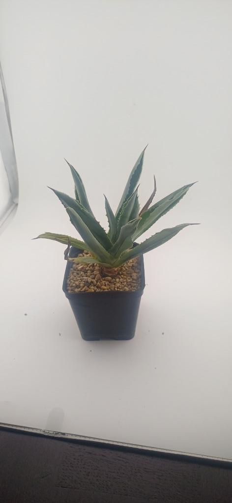 Agave potatorum 'Cubic', Huis en Inrichting, Kamerplanten, Vetplant, Minder dan 100 cm, Groene kamerplant, Volle zon, Ophalen of Verzenden