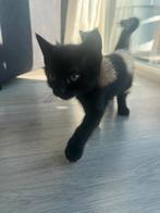 Katten/kittens, Dieren en Toebehoren, Katten en Kittens | Raskatten | Korthaar, Meerdere dieren, 0 tot 2 jaar