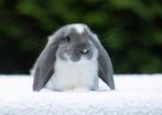 Franse hangoor konijnen, Dieren en Toebehoren, Mannelijk, Groot, Hangoor, 0 tot 2 jaar