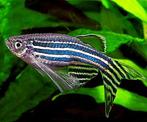 Longfin Zebra Danio nu €1,50 p/stuk!, Dieren en Toebehoren, Vissen | Aquariumvissen, Vis