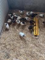TE KOOP VERSCHILLENDE SOORTEN KUIKENS GROOT SOORT, Dieren en Toebehoren, Pluimvee, Meerdere dieren, Kip
