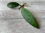 Hoya AH250, Ophalen of Verzenden, Halfschaduw, Minder dan 100 cm