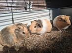 Leuke cavia zeugjes, Dieren en Toebehoren, Knaagdieren, Vrouwelijk, Cavia, Na 1 juli 2024, Tam