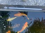 Koi karper, Dieren en Toebehoren, Vissen | Vijvervissen, Karper of Koi