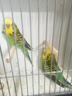2 mooie koppels Engelse parkieten ino, Dieren en Toebehoren, Vogels | Parkieten en Papegaaien, Meerdere dieren, Parkiet