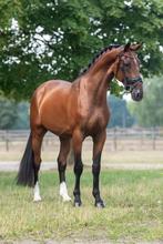 Meerdere fijne beleerde en onbeleerde paarden te koop, Dieren en Toebehoren, Paarden, Ruin, M, Dressuurpaard, Gechipt