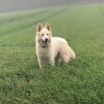 Witte Herder dekreu aangeboden, 6 jaar of ouder, CDV (hondenziekte), Eén hond, Nederland