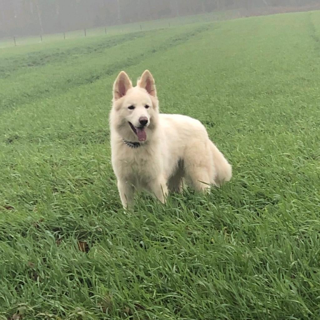 Witte Herder dekreu aangeboden, Dieren en Toebehoren, Honden | Chihuahua's en Gezelschapshonden, Reu, Overige rassen, Particulier