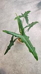 Alocasia Sabrina Narrow, Ophalen of Verzenden, Overige soorten, Minder dan 100 cm
