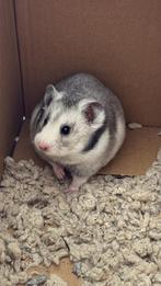 Goudhamster, Dieren en Toebehoren, Knaagdieren, Hamster, Vrouwelijk, Januari, Tam