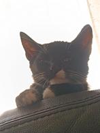 Lieve kittens, Dieren en Toebehoren, Katten en Kittens | Overige Katten, Geslacht onbekend, Kortharig, 0 tot 2 jaar