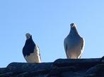 Duiven koppel, Dieren en Toebehoren, Vogels | Duiven, Meerdere dieren, Tuimelaar of Roller