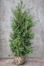Thuja occ Brabant €7,50 ❗️AANBIEDING❗️, Tuin en Terras, Ophalen of Verzenden, Bloeit niet, Overige soorten, Volle zon