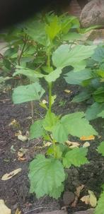 vaste hibiscus struikjes 10 voor 2 euro, Tuin en Terras, Overige soorten, Volle zon, Vaste plant, Ophalen of Verzenden