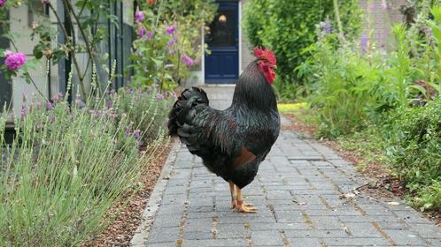 Eieren van grote Barnevelders dubbel goud gezoomd, Dieren en Toebehoren, Pluimvee, Kip, Geslacht onbekend
