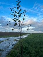 Hoogstam fruitbomen te koop, Overige soorten, Lente, 250 tot 400 cm, Ophalen