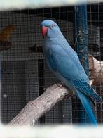 Violet halsbandparkiet, Geslacht onbekend, Parkiet, Geringd