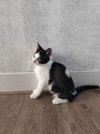 Kitten, Poes