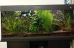 Trofis Aquarium in zeer goede staat inclusief kweekbak, Ophalen of Verzenden, Zo goed als nieuw, Gevuld zoetwateraquarium