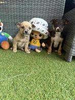 Chihuahua pups, Dieren en Toebehoren, Honden | Chihuahua's en Gezelschapshonden, Reu, Eén hond, Chihuahua, Nederland