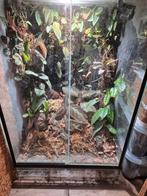 Terrarium incl. mooie planten., Ophalen of Verzenden