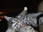Prachtige kittens foto's lukken niet blijven niet stil ontwo