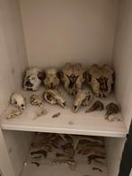 Echte dieren botten, Ophalen of Verzenden, Beeldje of Figuurtje