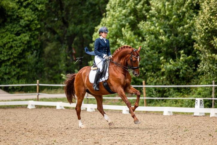 Inter 1 amazone geeft graag dressuurles / aankoopbegeleiding, Diensten en Vakmensen, Dieren | Paarden | Verzorging, Oppas en Les