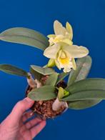 Orchidee Cattleya Rita (2), Huis en Inrichting, Kamerplanten, Ophalen of Verzenden, Halfschaduw, Minder dan 100 cm