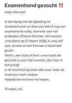 Examenhond gezocht ‼️, Dieren en Toebehoren, Ophalen of Verzenden
