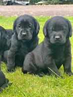 Labrador pups, Dieren en Toebehoren, Honden | Retrievers, Spaniëls en Waterhonden, CDV (hondenziekte), 8 tot 15 weken, Labrador retriever