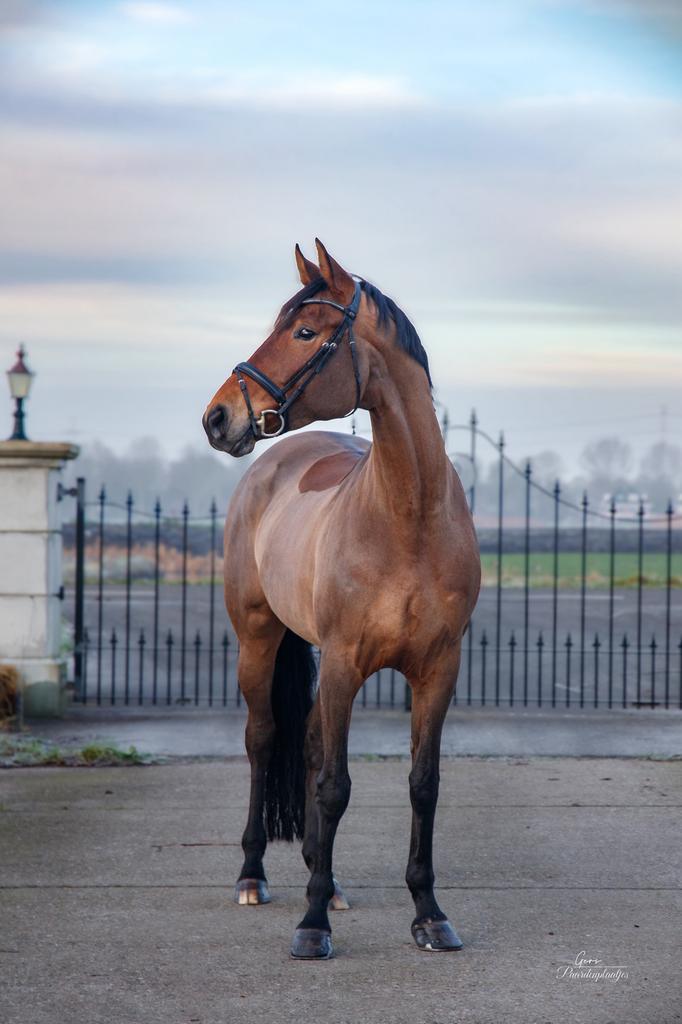 Veelbelovend KWPN merrie te koop, Dieren en Toebehoren, Paarden, Merrie, Dressuurpaard