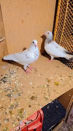 Postduiven, Meerdere dieren, Postduif