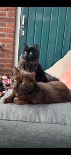 2 jonge katers zoeken een liefdevol huis, Dieren en Toebehoren, Katten en Kittens | Overige Katten, Kater