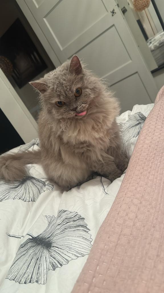 Selkirk Rex Vrouwtje met stamboom!, Dieren en Toebehoren, Katten en Kittens | Overige Katten, Poes