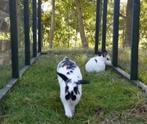 Knaagdierenopvang, vakantieopvang konijnen, cavia's etc, Ophalen