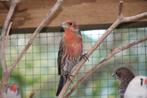 Mexicaanse roodmussen, Dieren en Toebehoren, Meerdere dieren