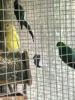 Tekoop 3 jonge roodrug parkieten, Dieren en Toebehoren, Meerdere dieren, Parkiet
