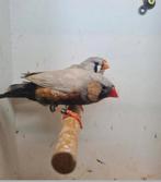 Te koop koppel charcoal Bleekrug x pop split charcoal Bleekr, Dieren en Toebehoren, Vogels | Overige Vogels, Meerdere dieren