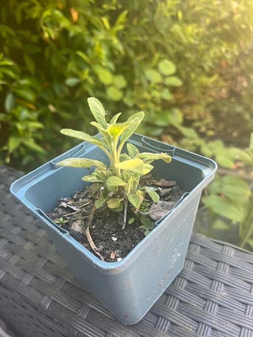 Salie, kruiden, Tuin en Terras, Planten | Tuinplanten, Vaste plant, Kruiden, Volle zon, Zomer, Ophalen