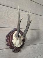 Prachtig Ree Gewei bewerkt schild jacht mancave kerst e65, Verzamelen, Ophalen of Verzenden, Zo goed als nieuw, Hert, Gewei of Kop