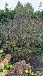 Gratis, Tuin en Terras, Ophalen, Overige soorten, 100 tot 250 cm