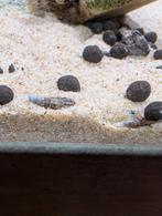 Torenslakken - Natuurlijke bodemreinigers voor aquarium, Ophalen of Verzenden, Nieuw, Overige typen