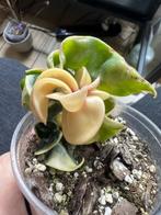 Hoya compacta en compacta variegata, Verzenden, Halfschaduw, Minder dan 100 cm
