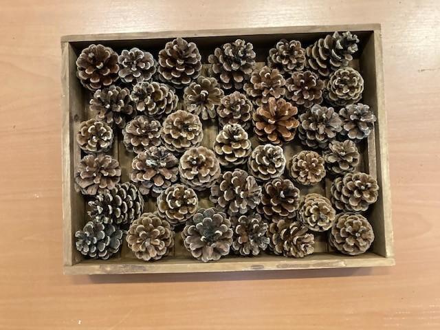 mooie dennenappels,voor de kerst of herfst decoratie, Diversen, Kerst, Nieuw, Ophalen of Verzenden