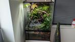 Volledig bio - actief Terrarium + wimpergekko (vrouw), Ophalen, Zo goed als nieuw, Terrarium of Paludarium